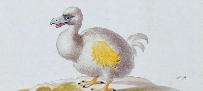 Webinar sobre flexWAN. Que la infraestructura TIC no sea el nuevo pájaro dodo